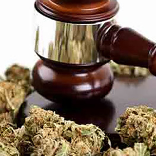 Guia Direito da Cannabis